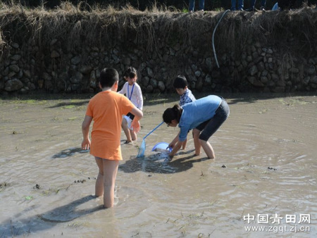 大人小孩齊發(fā)力，一起抓田魚(yú)