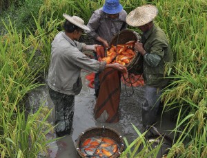 小舟山稻魚共生項目之田魚豐收