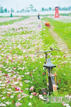 五彩繽紛的格桑花、大紅色的風車……從本周起，新會睦洲鎮(zhèn)石板沙開啟“花田喜事”。