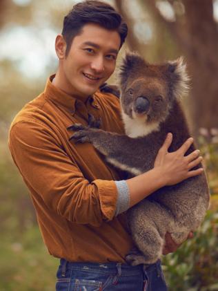 黃曉明在為南澳拍攝的旅游觀光宣傳片中，在Cleland Wildlife Park野生動(dòng)物公園抱樹熊。