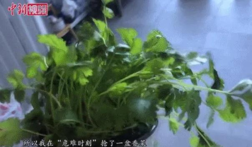 易小婧在花盆中種植的香菜。