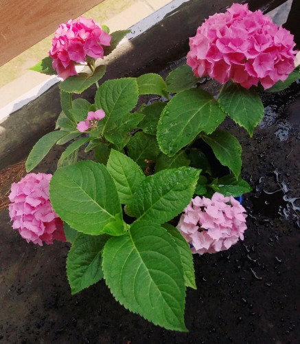 小雨養(yǎng)的繡球花。（受訪者供圖）