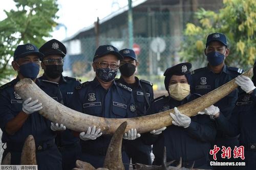 馬來(lái)西亞史上最大象牙走私案 一顆象牙需要3人托起