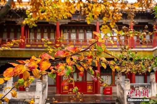 故宮御花園秋雨綿綿 繽紛秋葉裝點紅墻金瓦